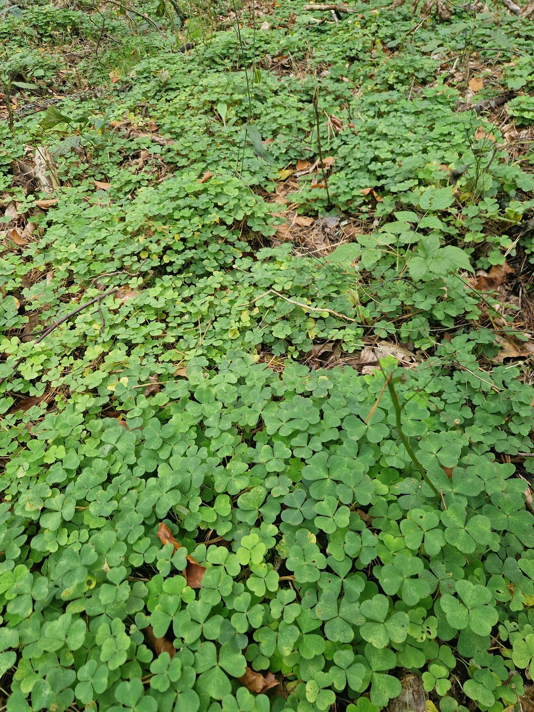 zweiherbstfrienhl az1