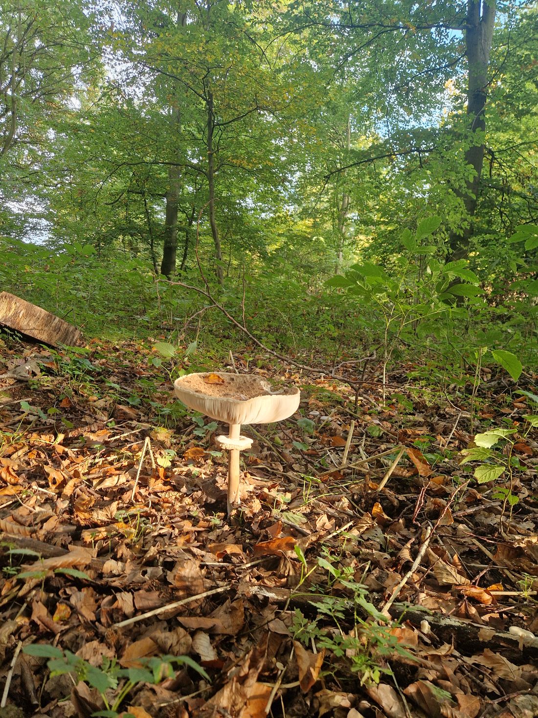 zweiherbstfrienhl az2