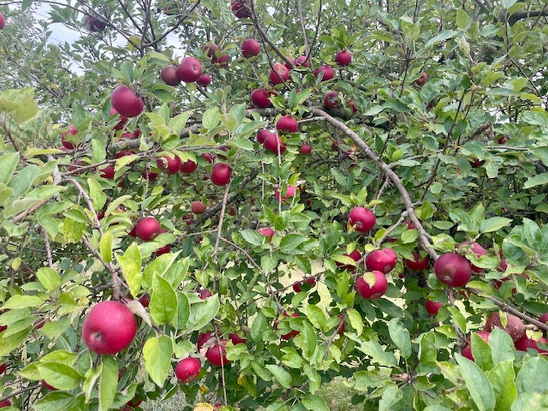 pospihersbste az5