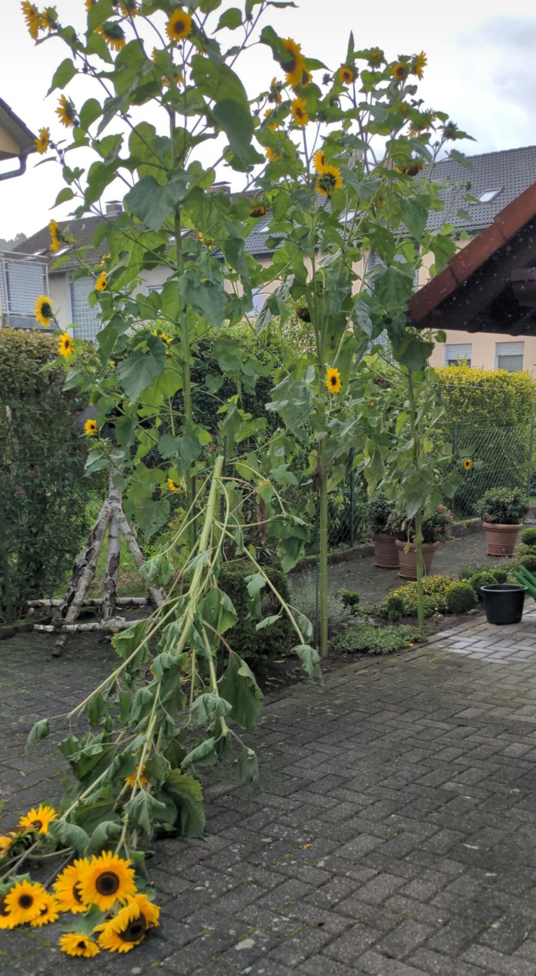sonnenblumenruppe az