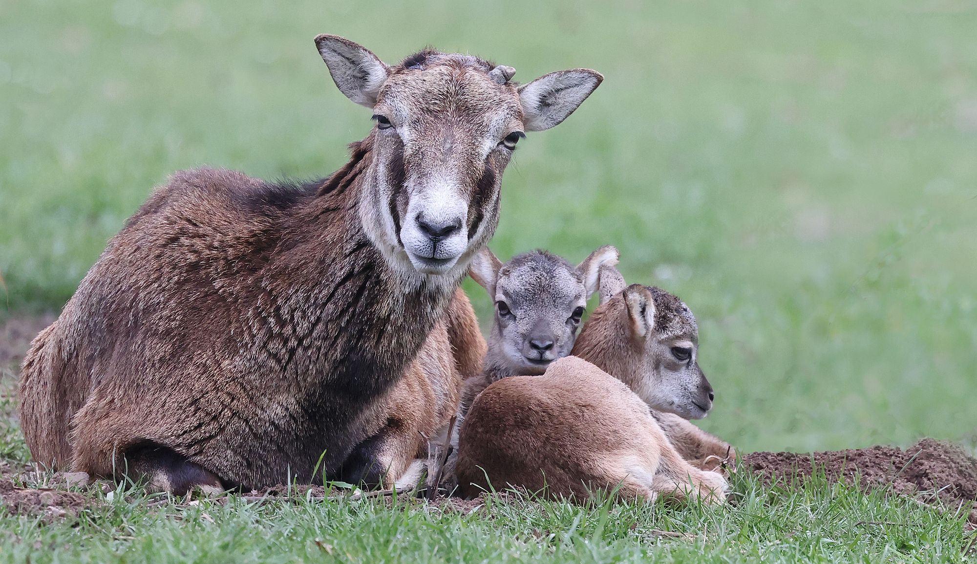 muffellaermmerwildpark az