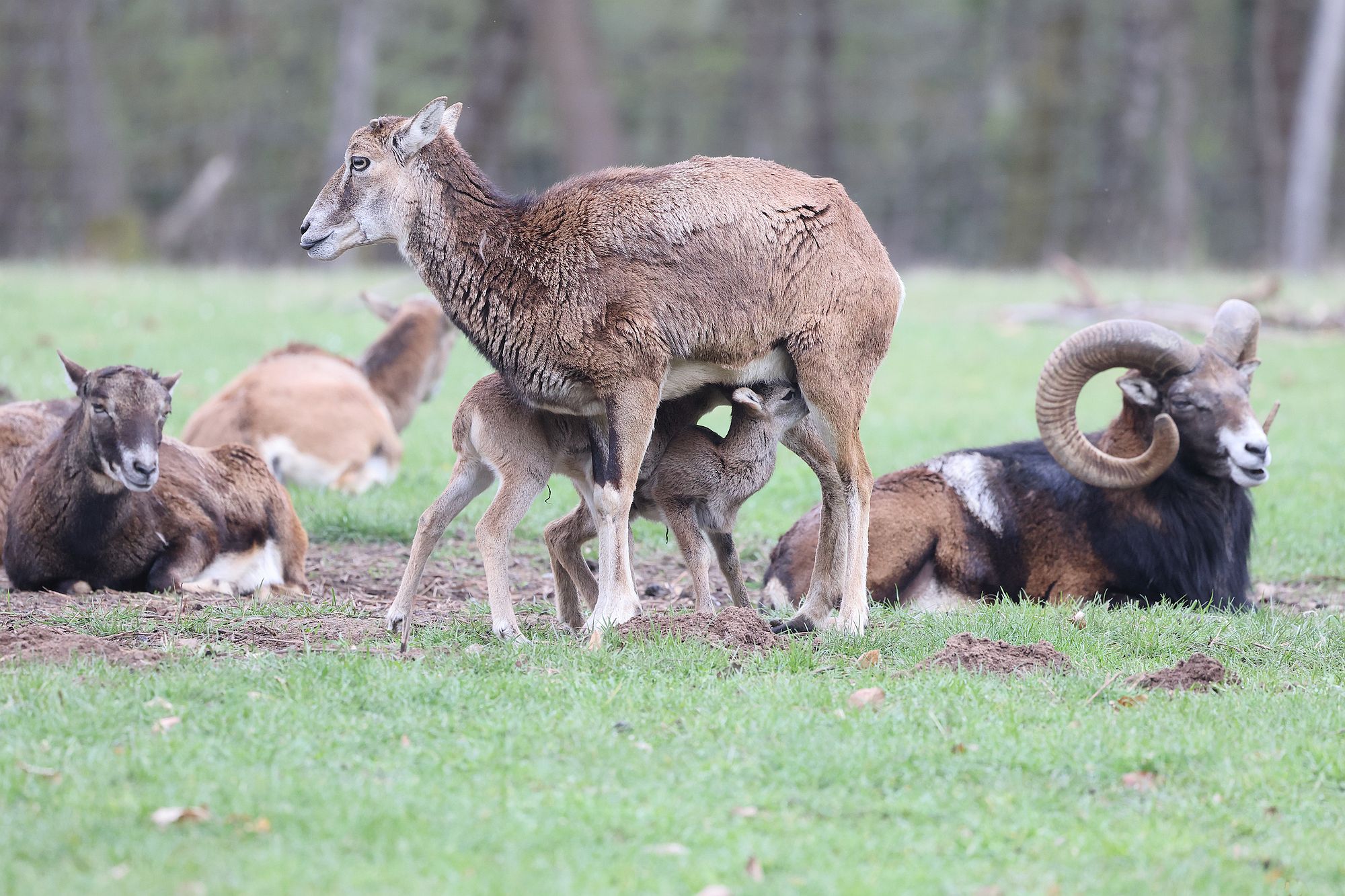 muffellaermmerwildpark az2
