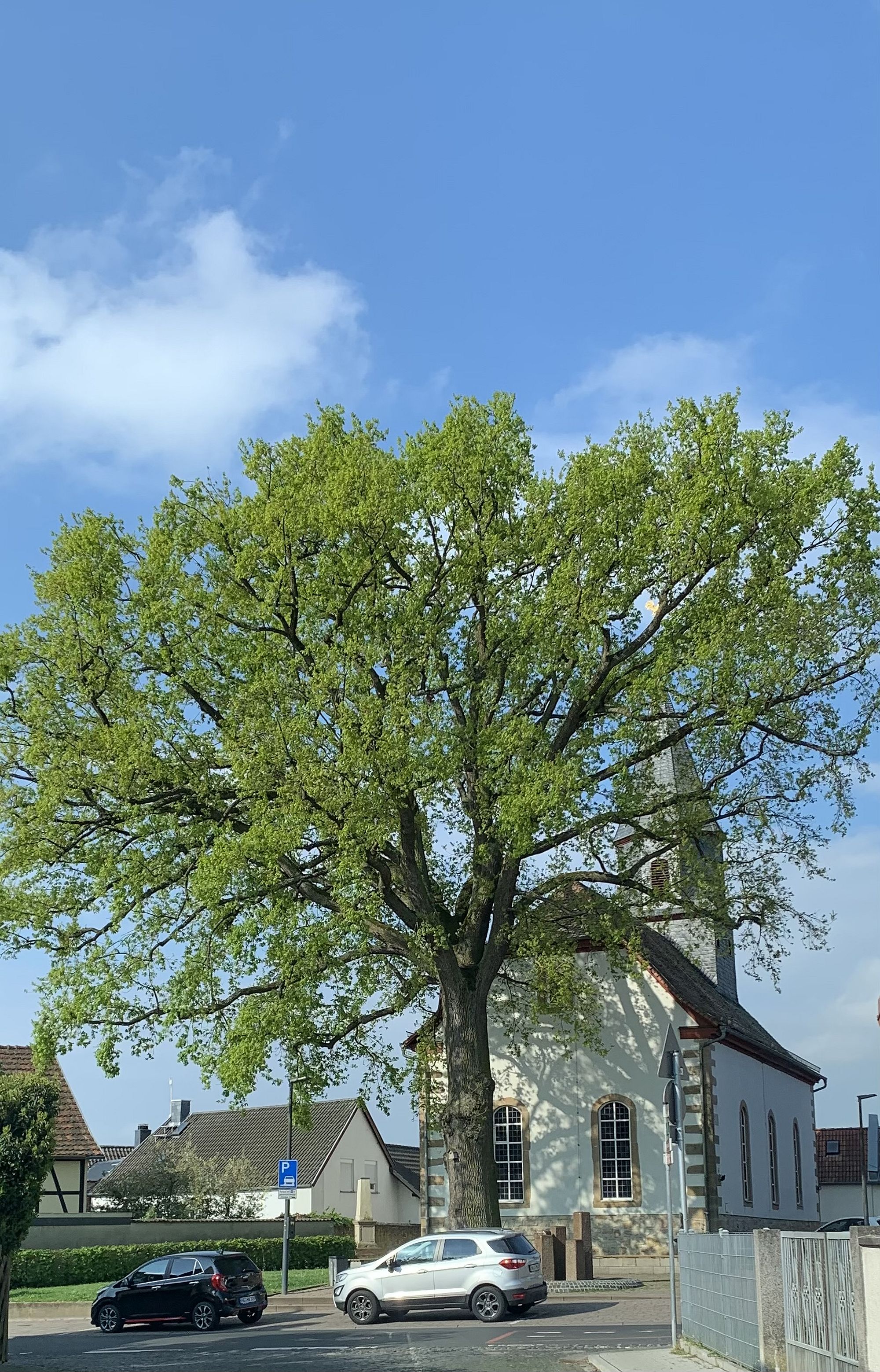 stressnidderaubaum az