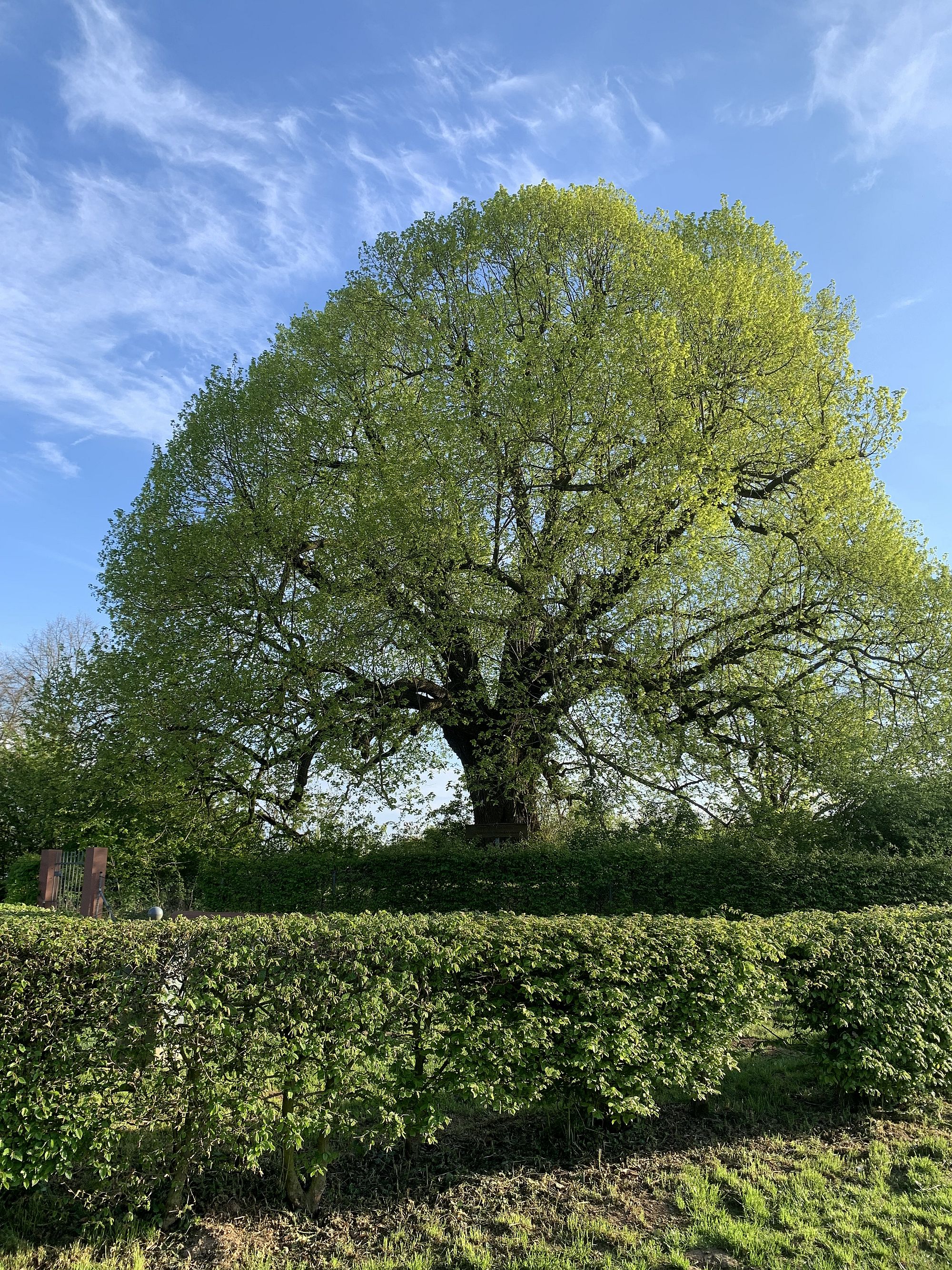 stressnidderaubaum az1