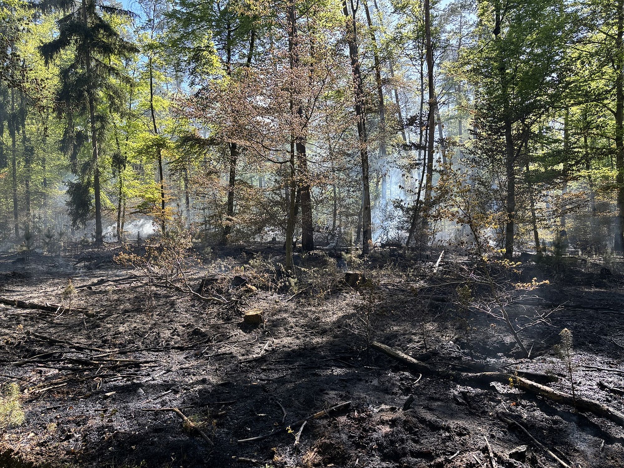 waldbrffwrodenlan az2