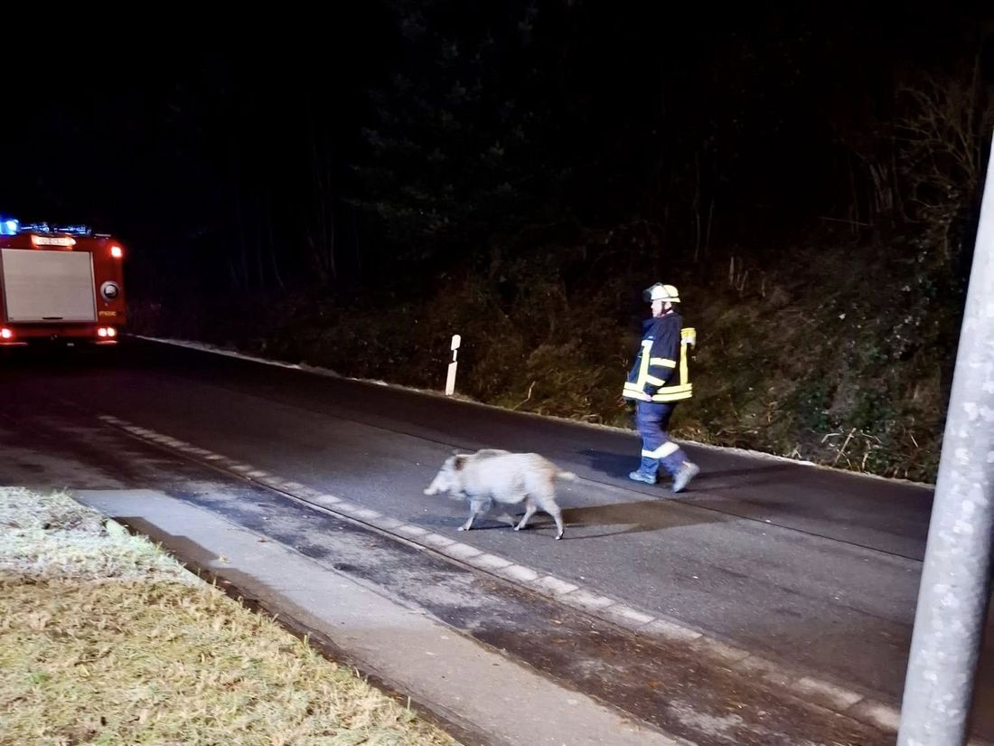 tieribegleiffweingr az1