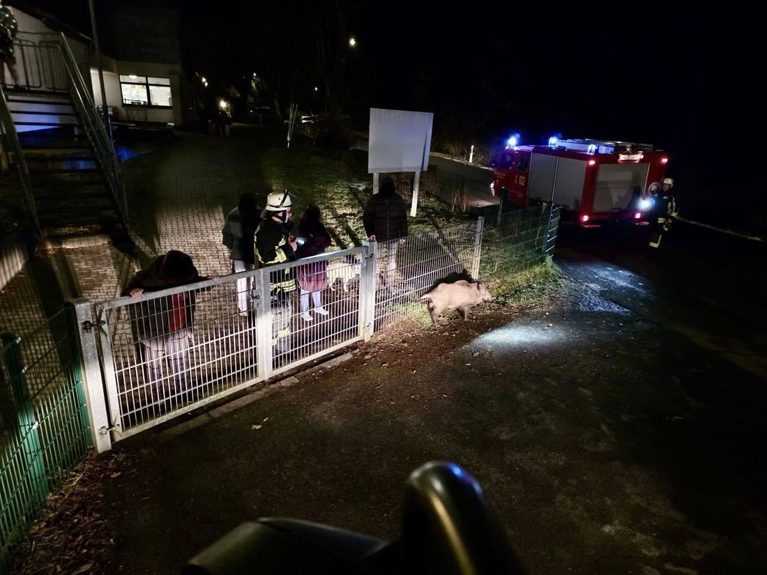 tieribegleiffweingr az2