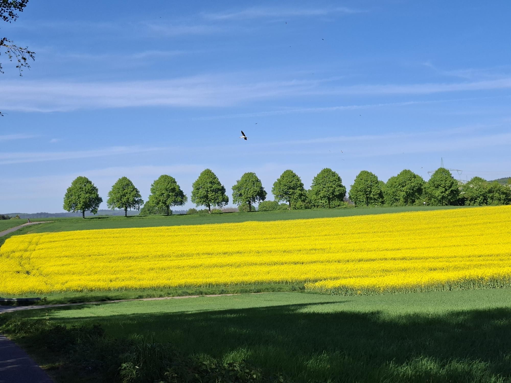 reuhlingoebel az