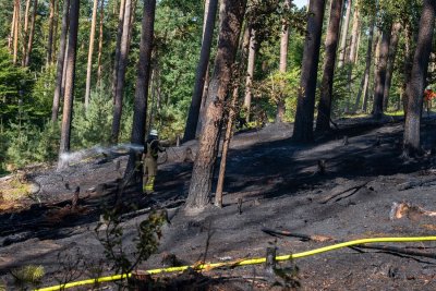 Größerer Waldbrand in Hanau-Großauheim
