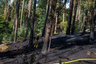 Größerer Waldbrand in Hanau-Großauheim